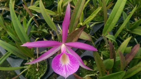 Brassavola Nodosa X C Maxima Mateo Plants