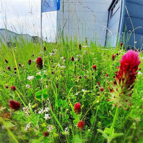 Bl Hstreifen F R Bienen Hummeln Schmetterlinge Co Emg Elektromobile