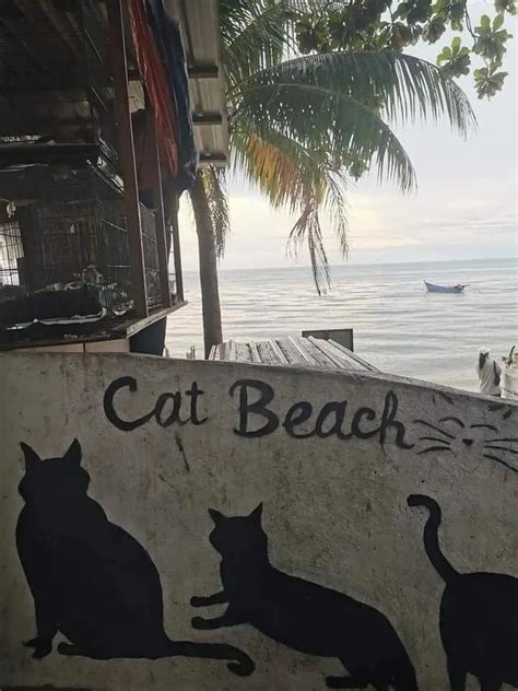 Bacon Cats On Twitter Ya Me Vi Haciendo La Vacaci N En Playa Michi