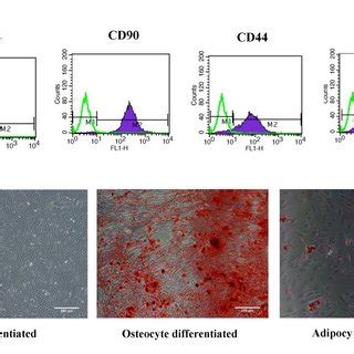 Characterization Of MSC Exo A Morphology Demonstrated By TEM B