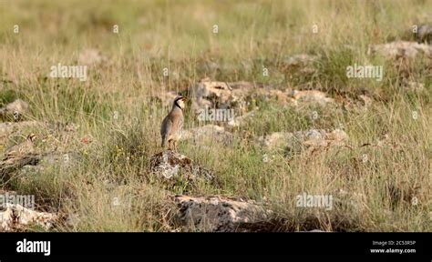 Nature and Partridge. Common bird: Chukar Partridge. Alectoris chukar ...