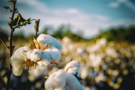 Cotton Slipping Lower On Wednesday Morning