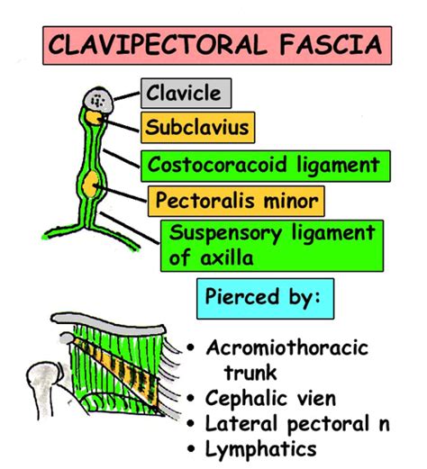 Clavipectoral fascia | Anatomy and physiology textbook, Anatomy and ...