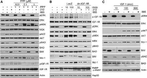 Igf R Mediates Pi K Signaling In Braf Inhibitor Resistant Cells A