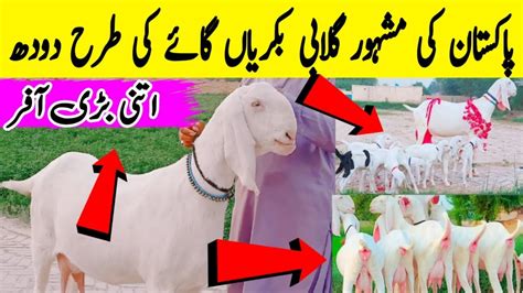 High Quality Gulabi Goats Original Gulabi Breeds Pakistan No 1 Pure