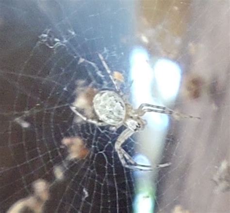 African Hermit Spider From Vila Adalgisa S O Paulo Sp Brasil On