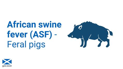 Scot Gov Rural On Twitter Wild Boar Or Feral Pigs Are Considered To