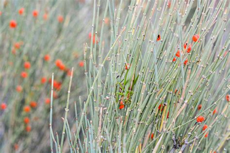 Ephedra Equisetina Bluestem Joint Fir