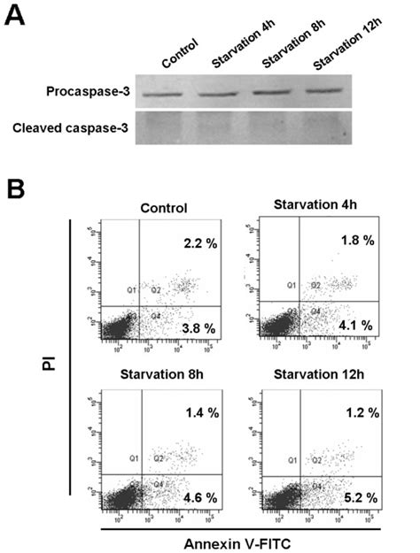 A Western Blot Analysis Of Procaspase 3 And Cleaved Caspase 3