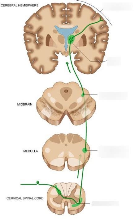 Diagram Of Spinothalamic Tract Quizlet