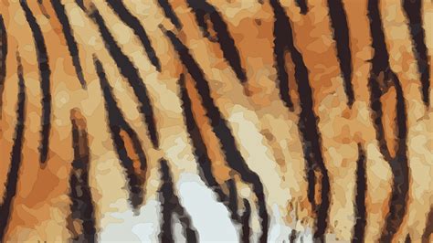 Bengal Tiger Skins Examination দলল পলশর চখ ধল চরকরবরদর