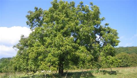 Senfbaum TreuimGlauben De