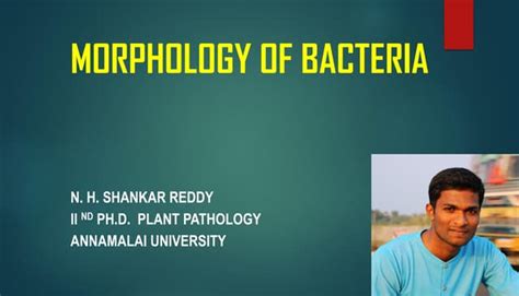 Morphology of bacteria | PPT