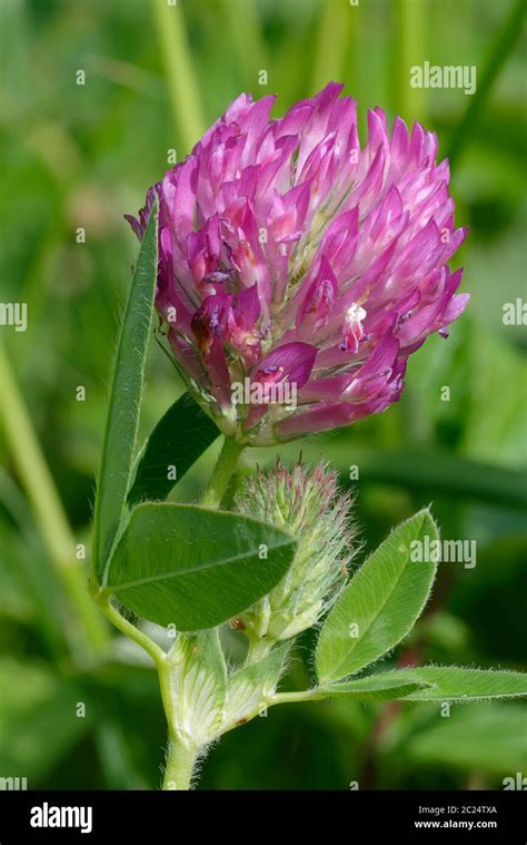 Zigzag Clover Trifolium Medium Fabaceae Fotograf As E Im Genes De Alta