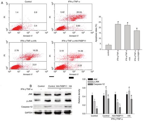 FKBP11 protects HT 29 cells against IFN γ TNF α induced apoptosis by