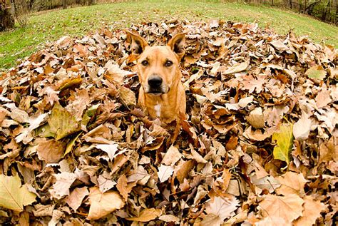 660+ Dog Pile Of Leaves Stock Photos, Pictures & Royalty-Free Images - iStock