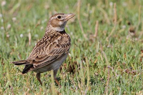 Calandra Lark Greek Nature Encyclopedia