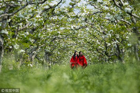 江苏：梨花飘香引游客来 手机凤凰网