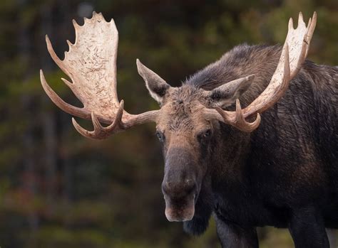 Five Fascinating Facts About Moose