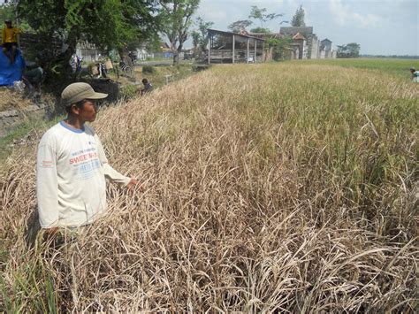 FENOMENA PETANI GAGAL PANEN My Lily Cahaya Edukasi