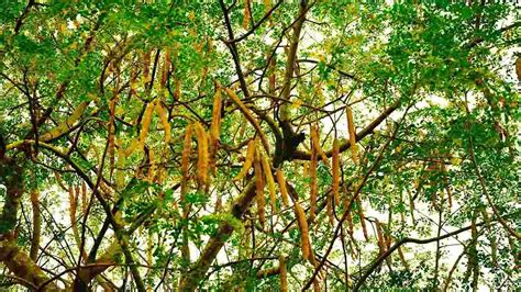 MORINGA Uma planta virtuosa múltiplas propriedades e benefícios