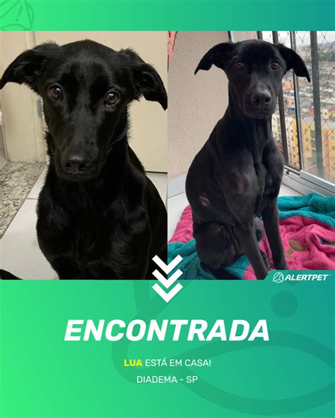 Cachorro Encontrado Diadema SP Lua AlertPet