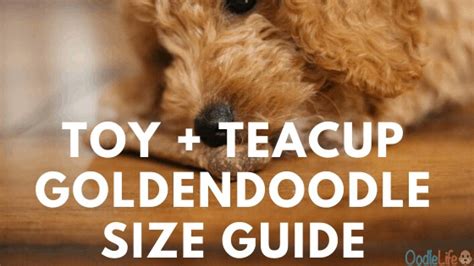 Teacup And Toy Goldendoodle Size Guide And Weight