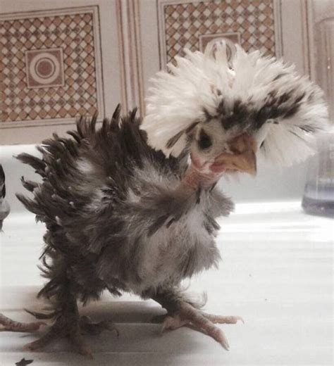 4 Polish Frizzle X Naked Neck X Houdan Cross Chicken Hatching Eggs For