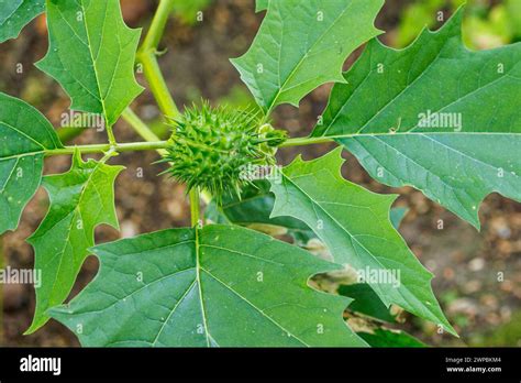 Stramonium Jimsonweed Thornapple Jimson Weed Datura Stramonium