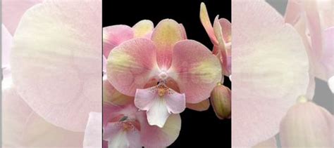 Орхидея биглип Единорог купить в Горячем Ключе | Товары для дома и дачи ...