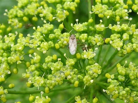 Australian Apiaceae