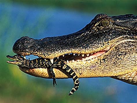 Jacaré É Ovíparo Ou Vivíparo - Ovos De Jacare Eclodindo Dona Jacaré Coloca 39 Ovos No Aquário De BC