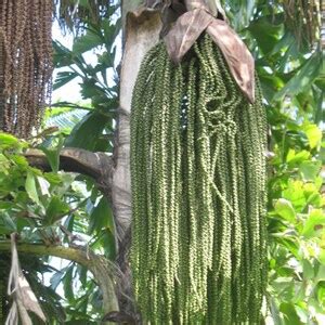 Fishtail Palm Seeds caryota Mitis Packet of 10 Seeds Palm Beach Seed ...