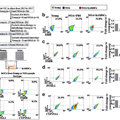 Human Amniotic Mesenchymal Stem Cells Hamscs Improve The Follicle