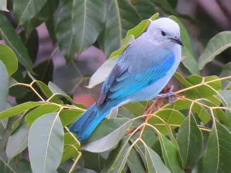 Aves De Venezuela Y El Mundo Pedro Romero Ramos Azulejo Thraupis