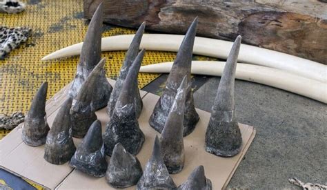 Rhino horns - Ultimate Animals