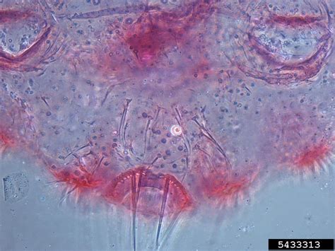 Pineapple Mealybug Dysmicoccus Brevipes