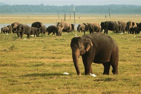 Colombo Safari en soirée dans le parc national de Kaudulla au départ