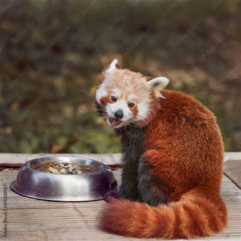 Cute little red panda eating in the zoo Stock Photo | Adobe Stock