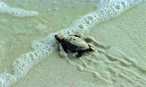 Nascono Le Tartarughe Caretta Caretta Nel Salento A Melendugno