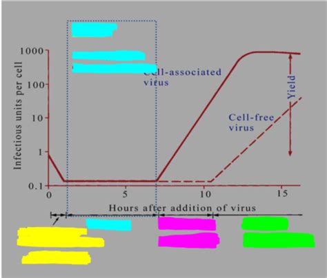 Lecture 5 Virus Replication Cycle Flashcards Quizlet