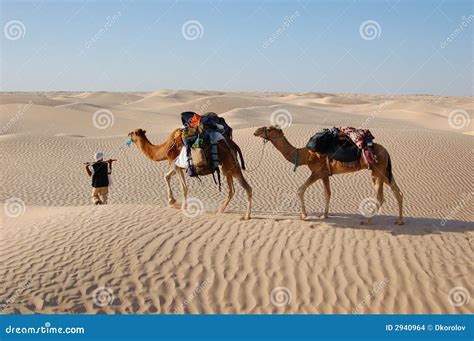 Caravane De Chameau Dans Le Désert Sahara Photo Stock Image Du Moyen