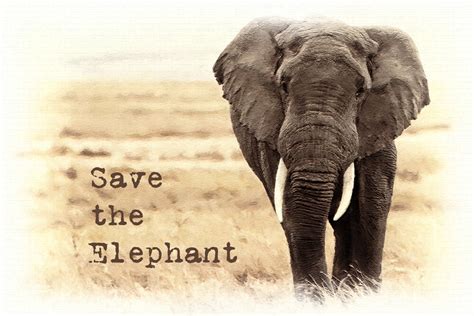 World Elephant Day 2024 Theme Song Daveta Fleurette