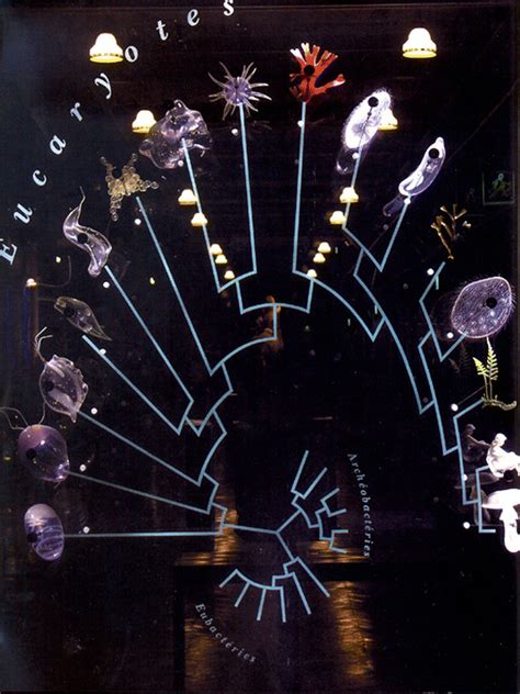 8 Phylogeny Of The Three Domains In The Great Gallery Of Evolution