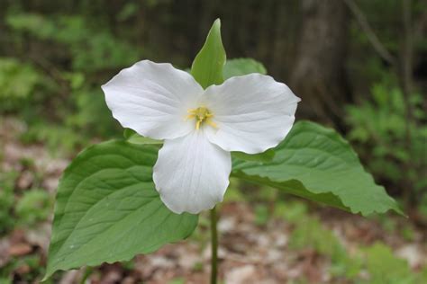 Ontario's trilliums and where to enjoy them