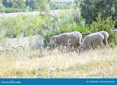 Pastagem De Ovinos Nas Pastagens Da Estremadura Imagem De Stock