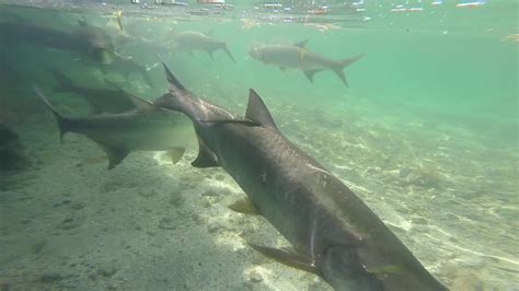 Tarpins at Dinghy Dock - Culebra, PR - YouTube