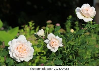 145,267 Cream Coloured Flowers Stock Photos, Images & Photography ...