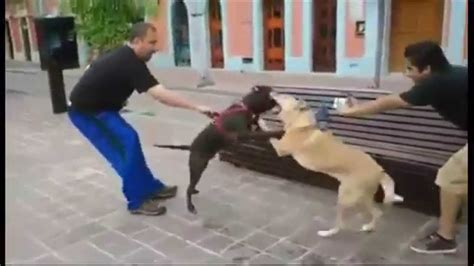 Perro Pitbull Ataca A Un Perro Labrador En Plazuela Machado Mazatl N