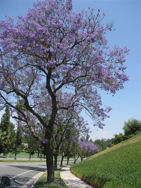 OccasionalPiece: Jacaranda Trees